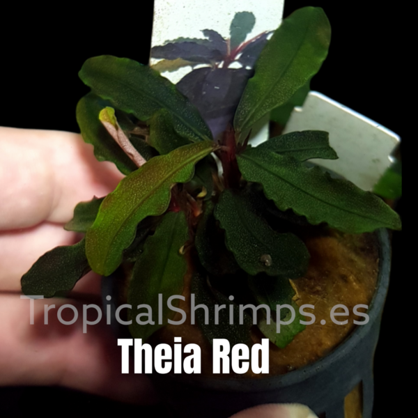Bucephalandra Theia Red