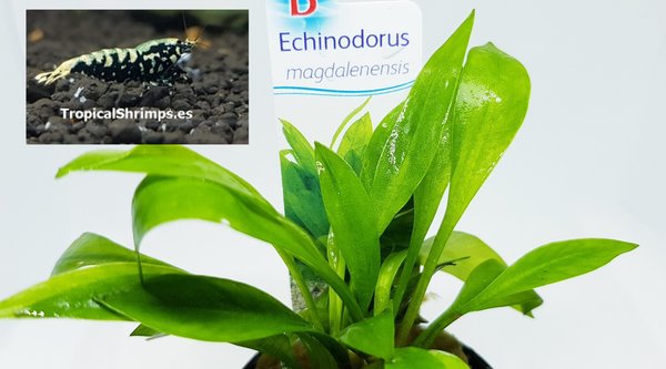 Echinodorus Quadricostatus / Magdalensis