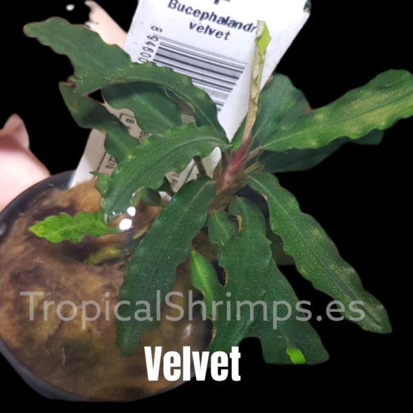 Bucephalandra Velvet