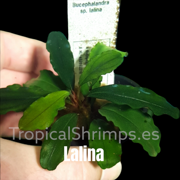 Bucephalandra sp Lalina