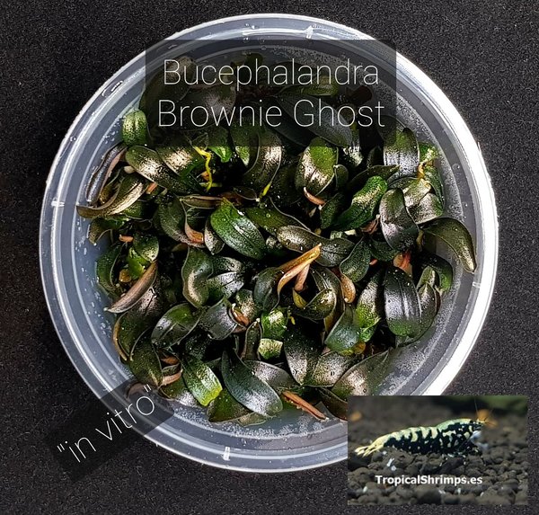 Bucephalandra Brownie Ghost "in vitro"