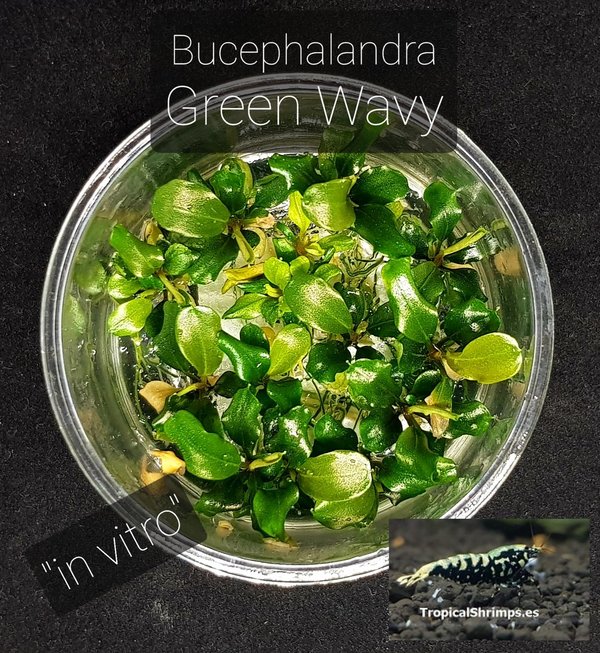 Bucephalandra Green Wavy "in vitro"